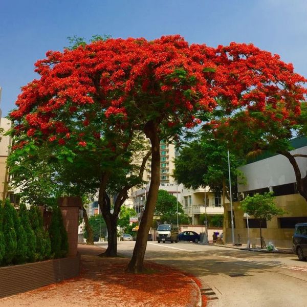 Cây phượng vỹ