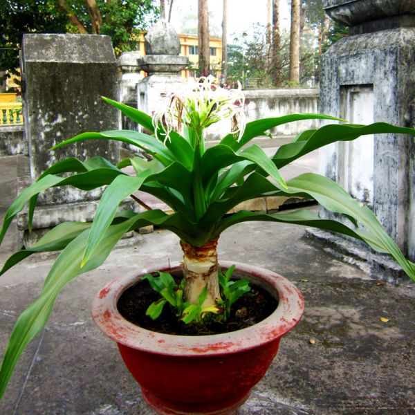 Cây đại tướng quân