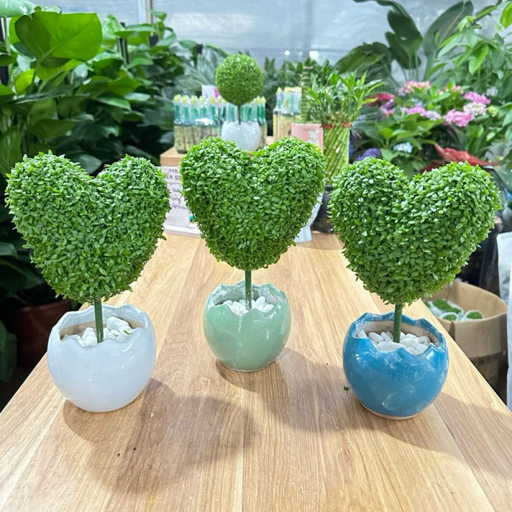 Cây cỏ may mắn