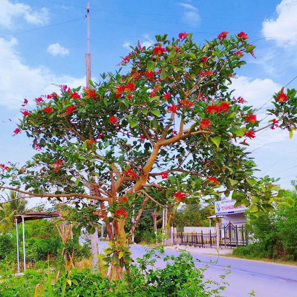 Cây osaka đỏ