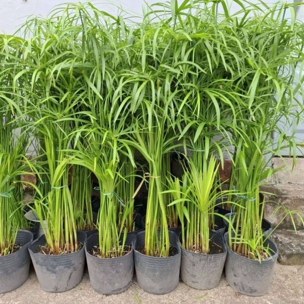 Cây trúc cần câu