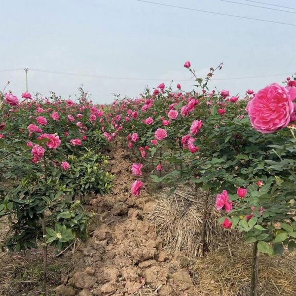 Hoa hồng leo cổ Sapa