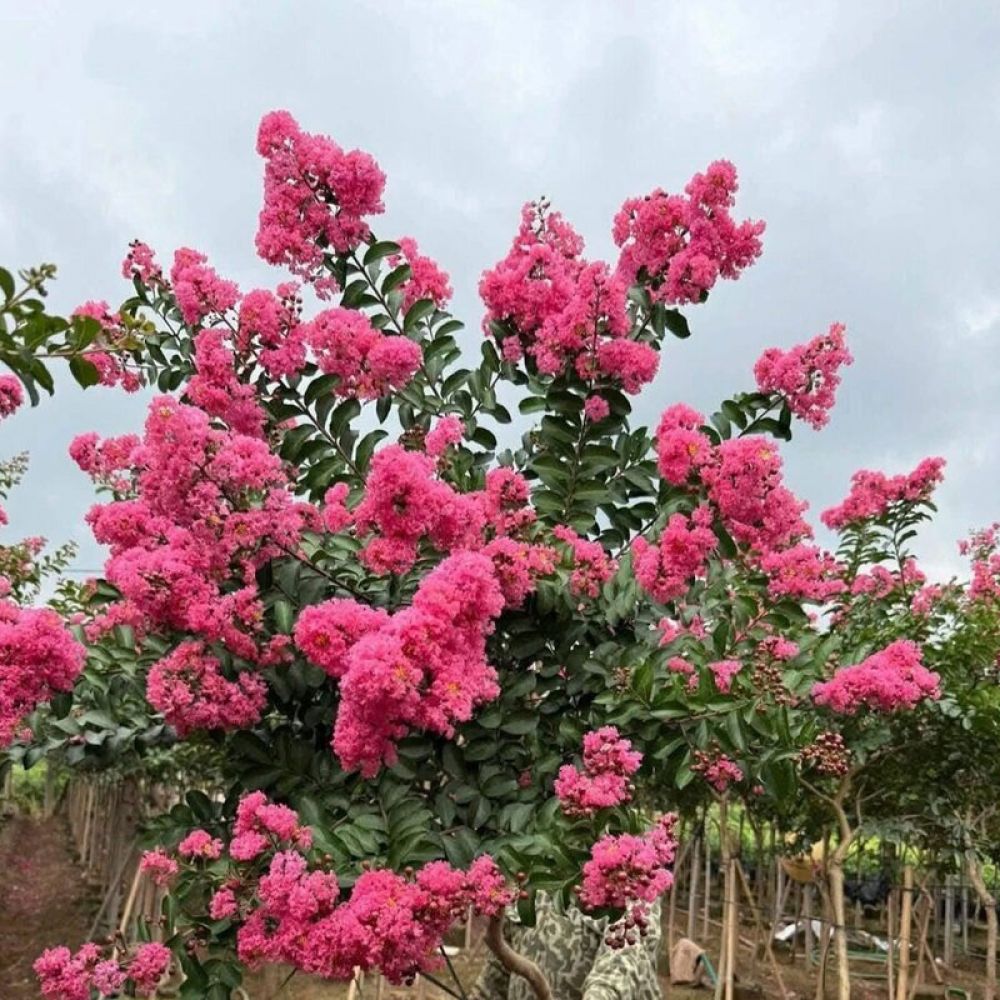 Hoa hồng tường vi