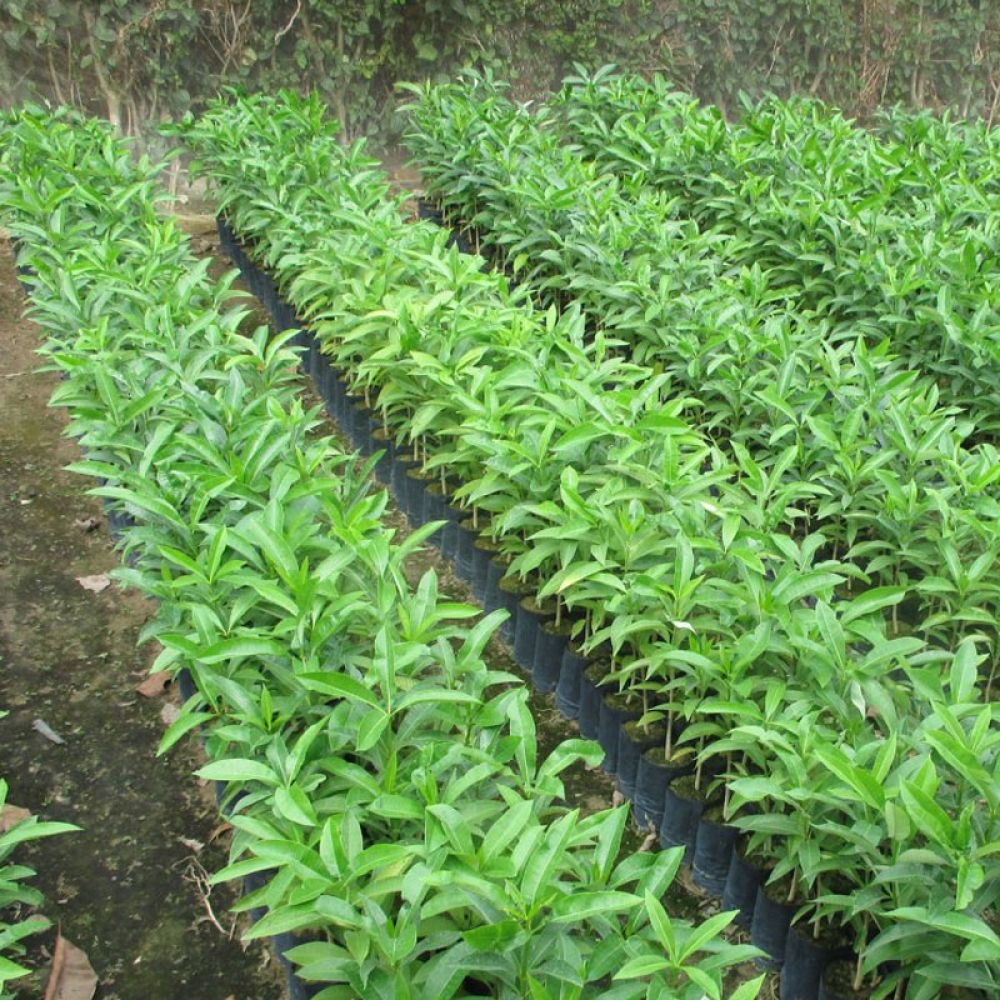 Vườn ươm