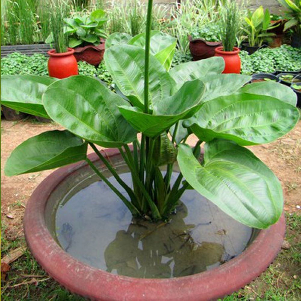 Cây bách thủy tiên