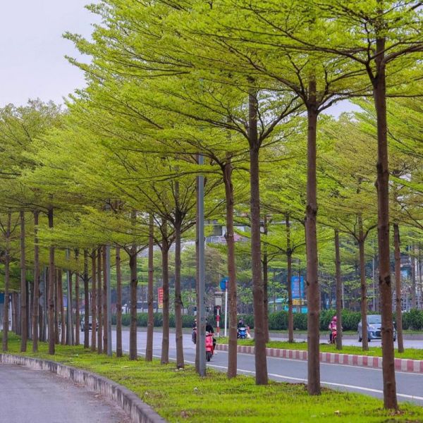 Cây bàng đài loan