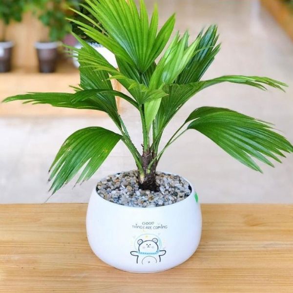 Cây cỏ nhật