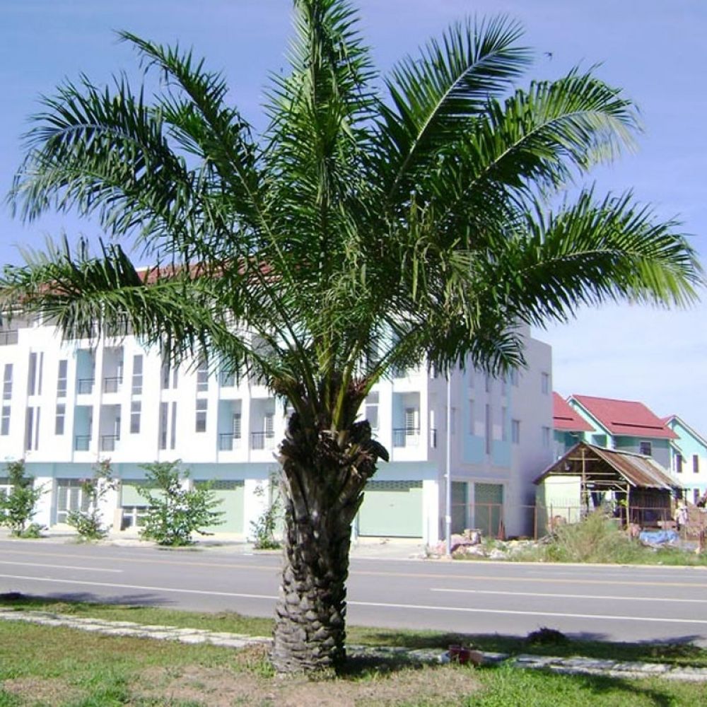 Cây cau dầu