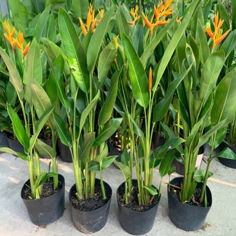 Cây chuối mỏ két