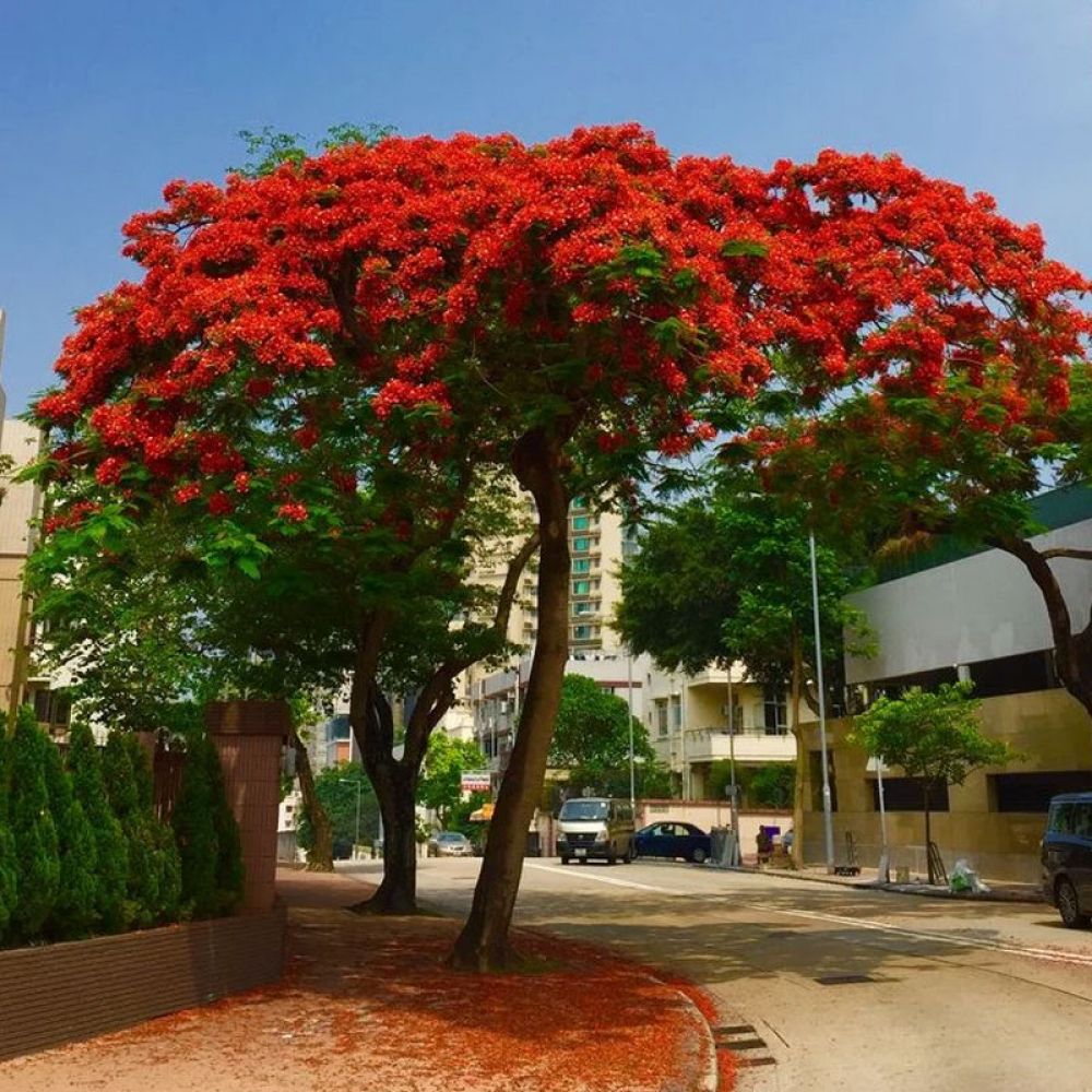 Cây phượng vỹ