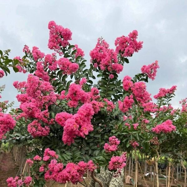 Hoa hồng tường vi