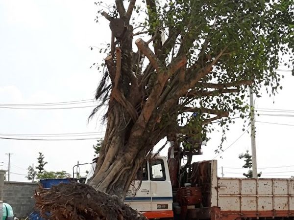 Dự án thi công di dời cây xanh hồ bơi