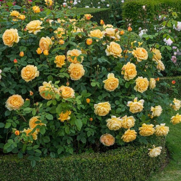 Hoa hồng leo Golden David Austin Rose