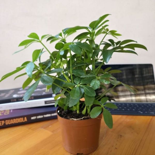 Cây ngũ gia bì