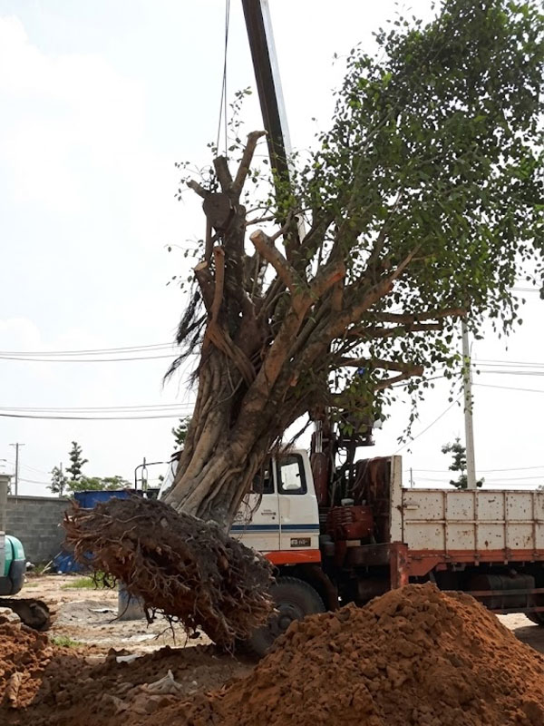 Dự án thi công di dời cây xanh hồ bơi